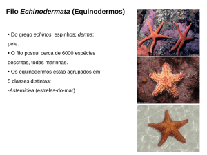 Filo Echinodermata (Equinodermos)
