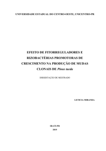 Efeito de Fitorreguladores e Rizobactérias Promotoras