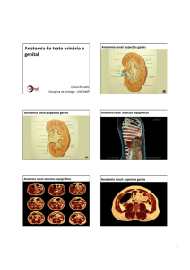 Anatomia clínica do aparelho urogenital