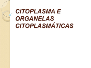 CITOPLASMA E ORGANELAS CITOPLASMÁTICAS