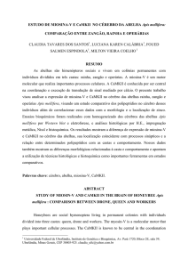 ESTUDO DE MIOSINA-V E CaMKII NO C&Eacute;REBRO DA ABELHA Apis