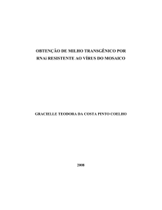 OBTENÇÃO DE MILHO TRANSGÊNICO POR RNAi