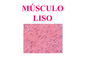Músculo Liso - Portal FOP