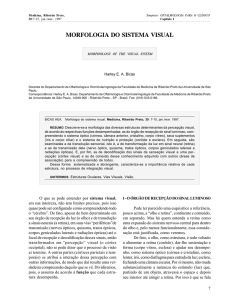 morfologia do sistema visual - Revista Medicina, Ribeirão Preto