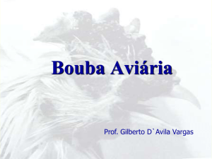 Bouba Aviária - Google Groups
