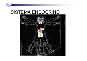 Sistema Endocrino