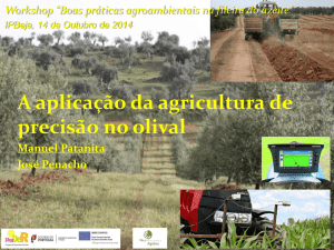 A aplicação da agricultura de precisão no olival