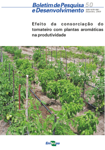 Efeito da consorciação do tomateiro com plantas aromáticas na