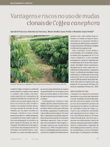 Vantagens e riscos no uso de mudas clonais de Coffea