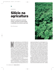 Silício na agricultura - Revista Pesquisa Fapesp