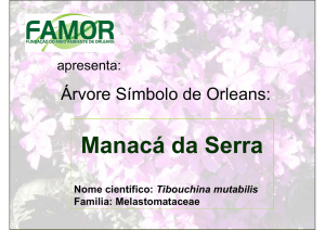 Manacá da Serra