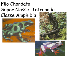 11. Classe Amphibia