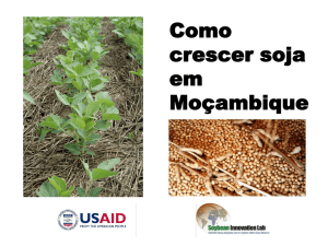 Como crescer soja em Moçambique