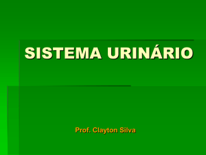sistema urinário