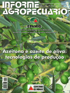 Informe Agropecuário nº231 - Azeitona e azeite de oliva