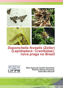 Duponchelia fovealis UFPR_digital
