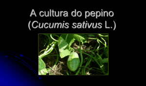 A cultura do pepino (Cucumis sativus)