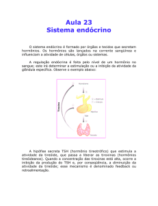 Aula 23 Sistema endócrino