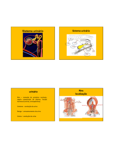 7 sistema urinario - Saudeeducacaoeoutrascoisas