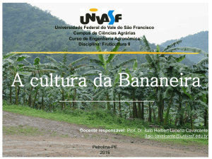 A cultura da Bananeira - FRUTVASF