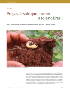 Pragas de solo que atacam a soja no Brasil