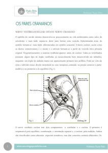 1 nervo vestíbulococlear: oitavo nervo craniano