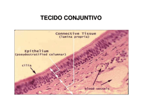 tecido conjuntivo