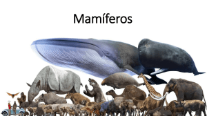 Mamíferos - Unasp-SP