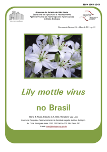 Lily mottle virus no Brasil - Instituto Biológico