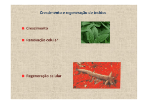 Crescimento e regeneração de tecidos Crescimento Renovação