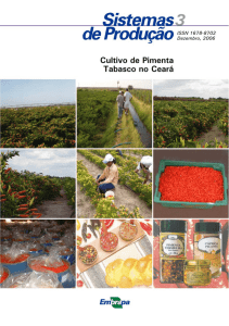 Cultivo de Pimenta Tabasco no Ceará - Infoteca-e