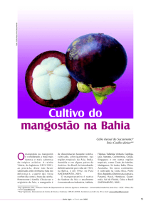 Cultivo do mangostão na Bahia