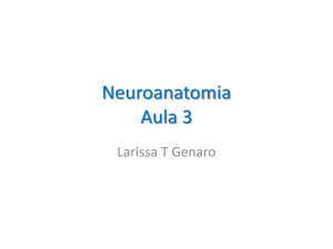 Neuroanatomia Aula 3 - Anatomia