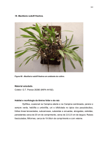 18. Maxillaria rudolfi Hoehne. Material estudado. Coletor: GT Prance