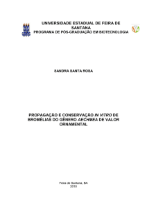 Propagação e conservação in vitro de bromélias do gênero