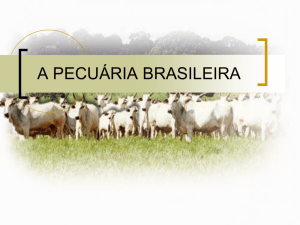 a pecuária brasileira