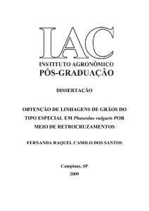 Obtenção de linhagens de grãos do tipo especial em