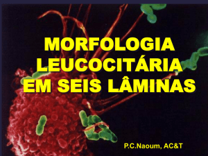 Morfologia Leucocitária em Seis Lâminas