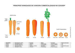 principais variedades de cenoura comercializadas na