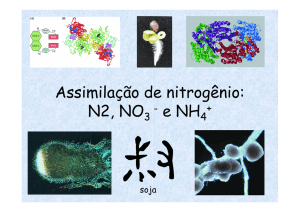 Assimilação de nitrogênio: N2, NO - e NH + N2, NO