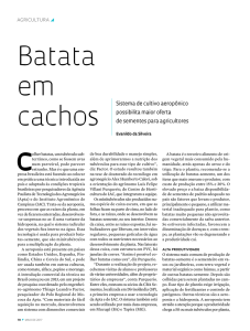 Batata em cachos - Revista Pesquisa Fapesp