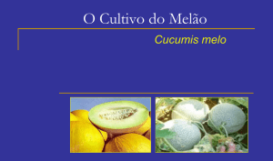 O Cultivo do Melão