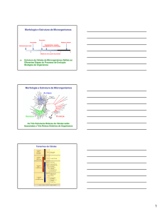 Morfologia e Estrutura de Microrganismos Morfologia e Estrutura de
