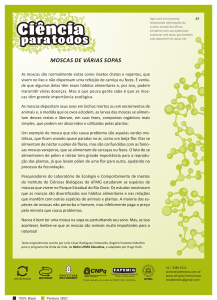 moscas de v&aacute;rias sopas