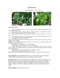 Cordia verbenaceae
