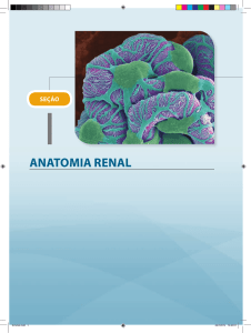 anatomia renal