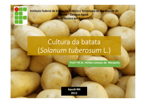 Cultura da batata (Solanum tuberosum L.)