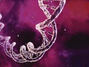 Abre a dupla fita de DNA