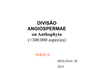 DIVISÃO ANGIOSPERMAE ou Anthophyta (>300.000 espécies)