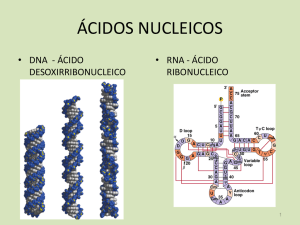 Estrutura e replicação do DNA
